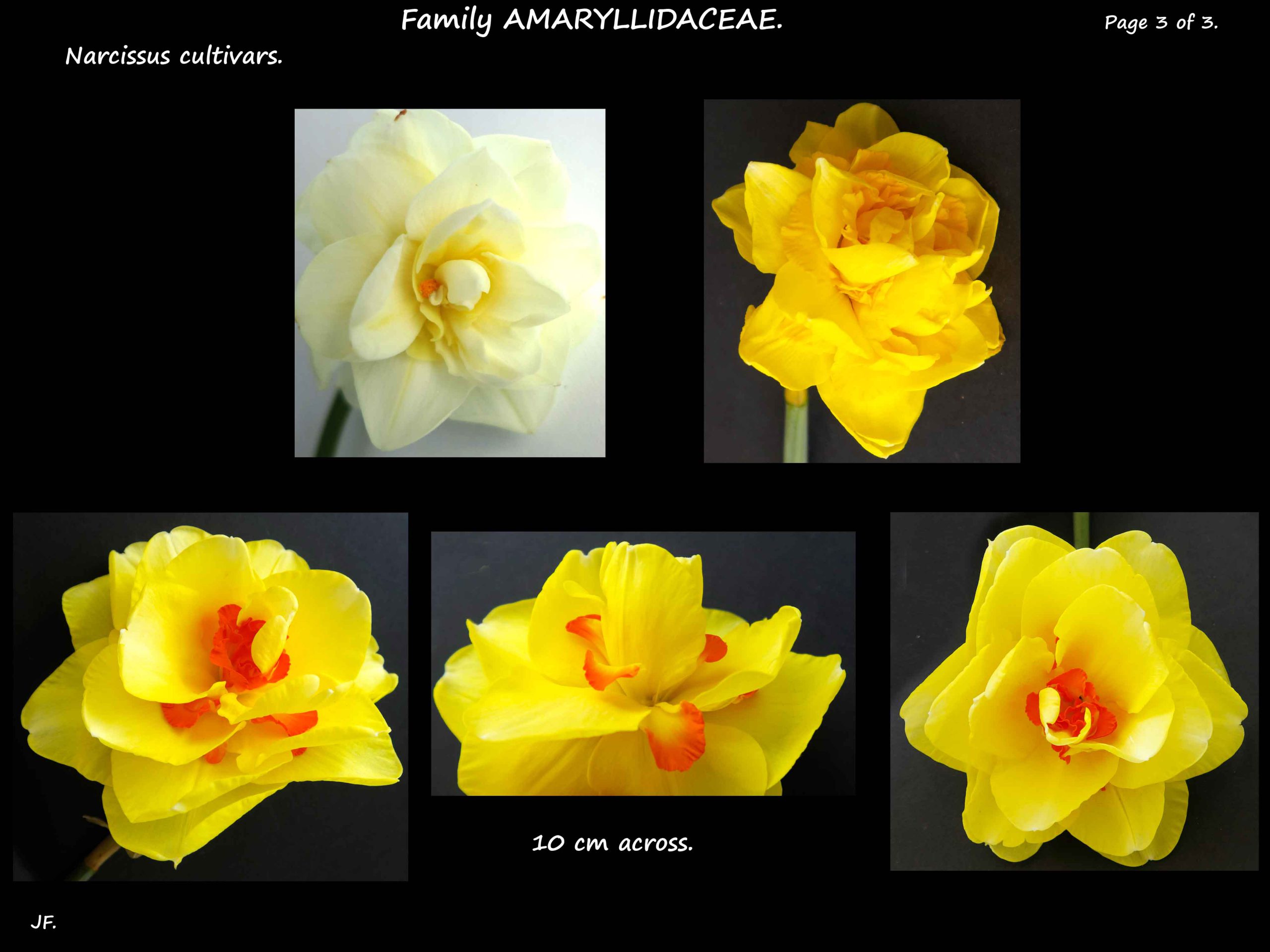 8 Narcissus cultivars 3